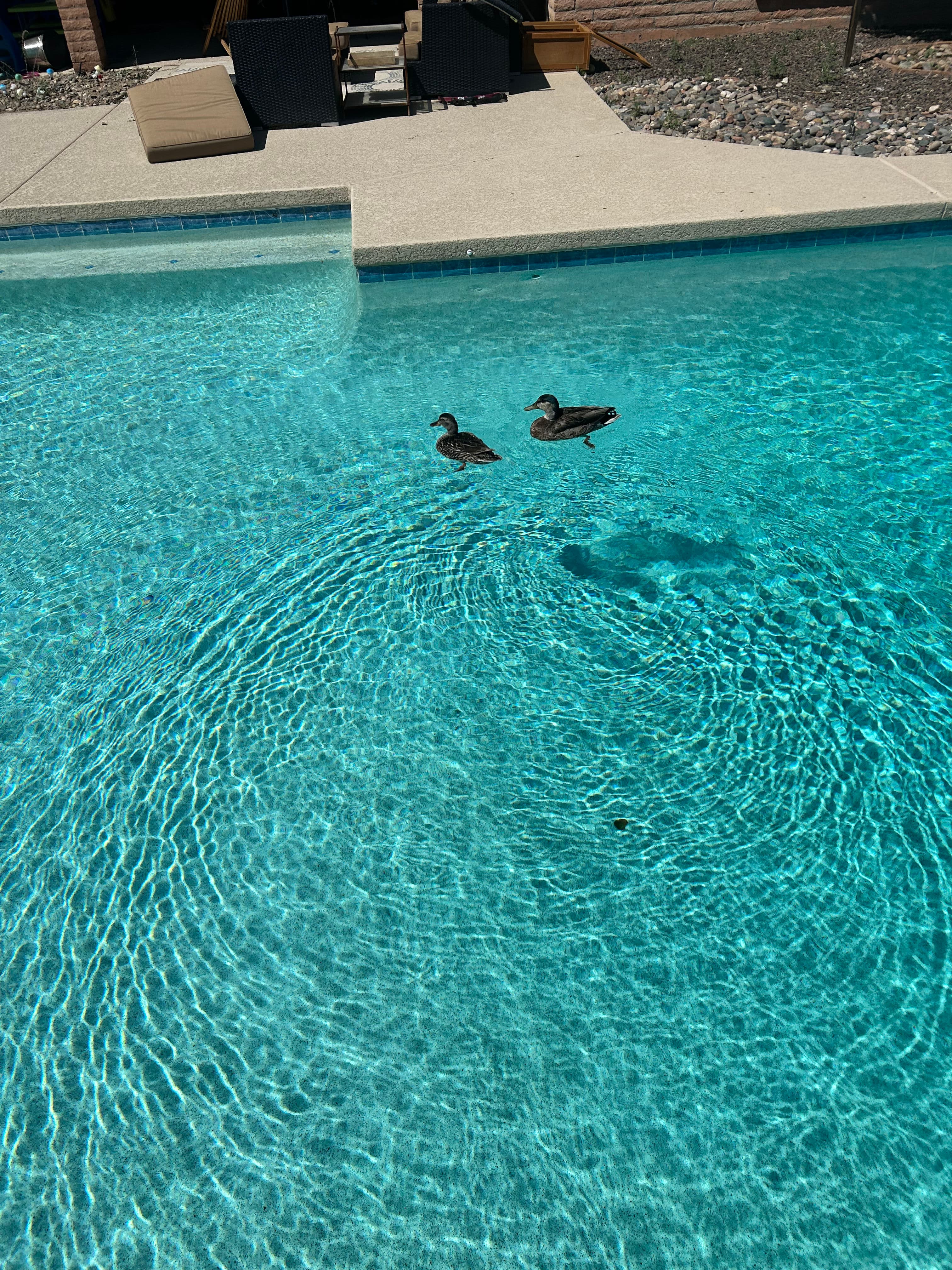 Project Ducks Are Cute But They Will Wreck Your Pool Water image